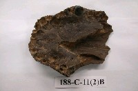 藏品(鱷魚化石)的圖片